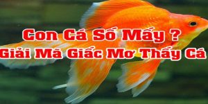 Chiêm bao thấy cá con số nào được chọn để phát tài?