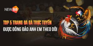 Trang đá gà trực tuyến